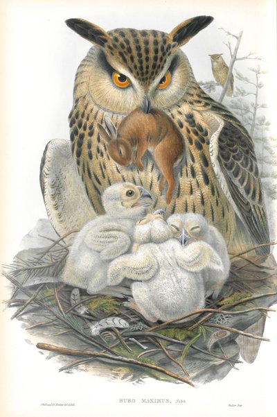 Illustration of Bubo Maximus (Eagle Owl) by John Gould